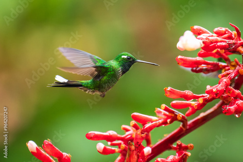 Male Purple-bibbed Whitetip flying (Urosticte benjamini) in Ecuador. photo