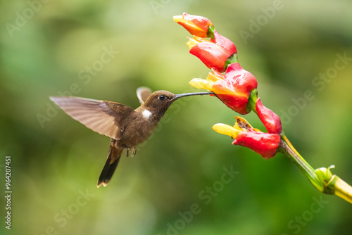 Brown inca (Coeligena wilsoni) in flight is a species of hummingbird found in forests between 1000 and 2800 m along the Pacific slope of the Andes from western Colombia to southern Ecuador. 4K  photo