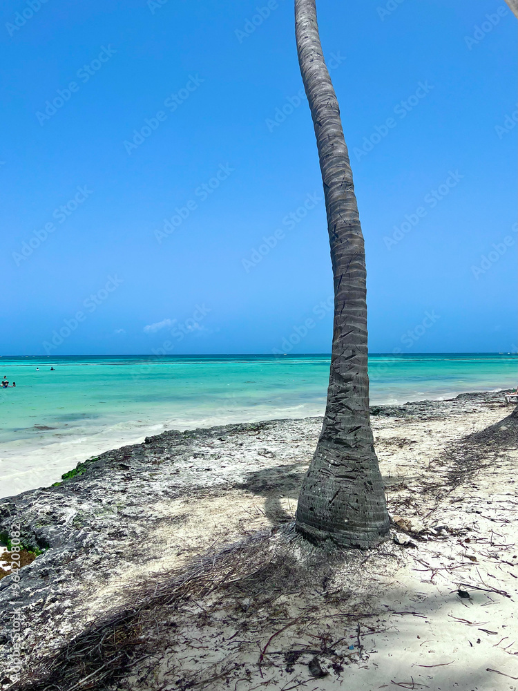 Fototapeta premium tree on the beach