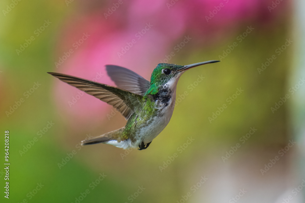 Fototapeta premium The Andean emerald (Uranomitra franciae), hummingbird, green and white bird found at forest edge, woodland, gardens and scrub in the Andes of Colombia, Ecuador.