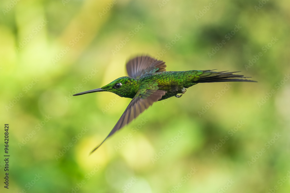 Empress Brilliant, Heliodoxa imperatrix in flight, Impressive hummingbird of Andean cloud forest in northwestern Ecuador and western Colombia. Empress Brilliant, Heliodoxa imperatrix in flight, Impressive hummingbird of Andean cloud forest in northwestern Ecuador and western Colombia.