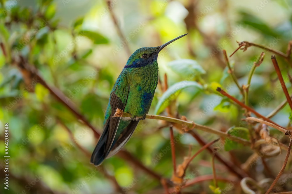 The lesser violetear (Colibri cyanotus), also known as the mountain violet-ear, is a medium-sized, metallic green hummingbird The lesser violetear (Colibri cyanotus), also known as the mountain violet-ear, is a medium-sized, metallic green hummingbird