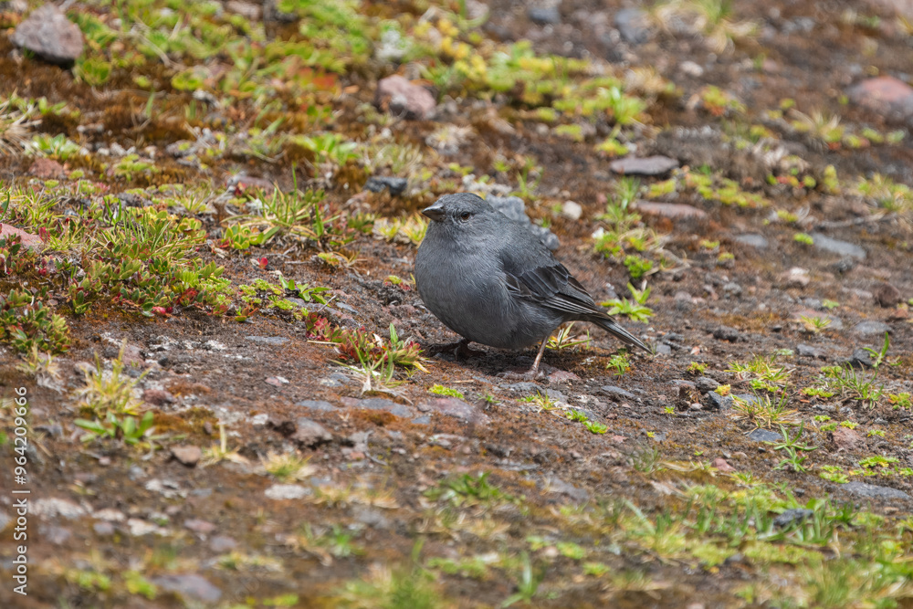 Obraz premium Plumbeous Sierra Finch - Geospizopsis unicolor in Antisana national park, Ecuador, Andes