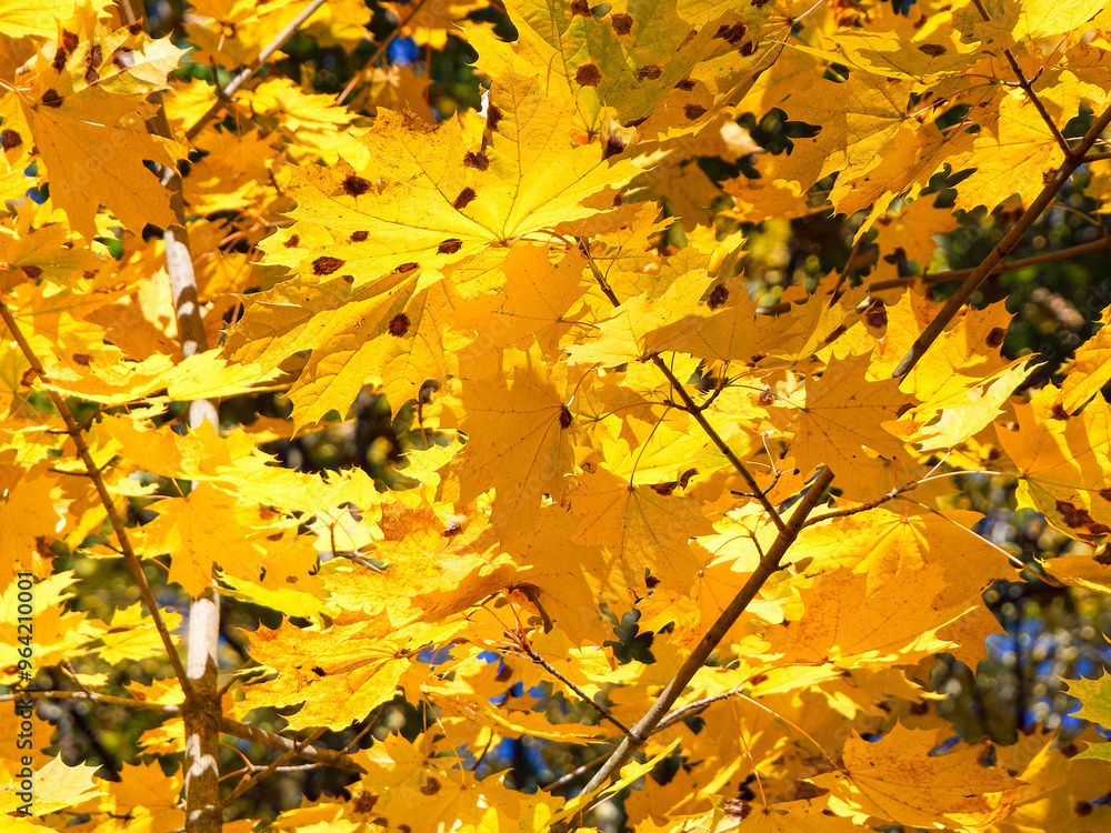 Maple leaves in focus, autumn season, warm light.