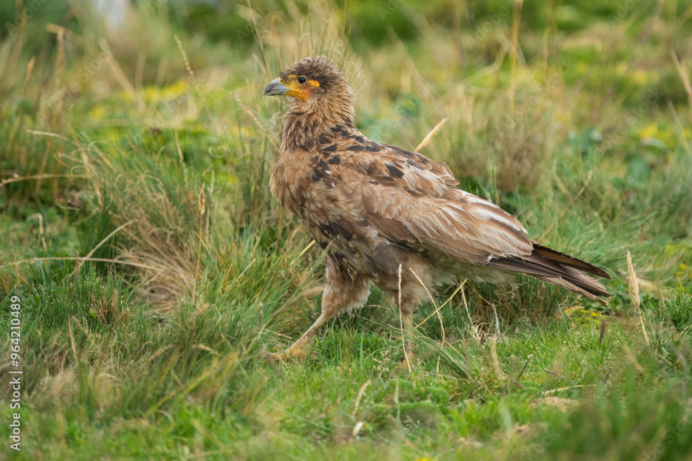 Carunculated caracara (Phalcoboenus carunculatus) in a field, in the park around Antisana national park Ecuador Carunculated caracara (Phalcoboenus carunculatus) in a field, in the park around Antisana national park Ecuador