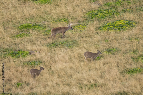 Andean White-tailed Deer on a paramo meadow in Antisana Volcano Ecological Reserve in Ecuadorian Andes photo