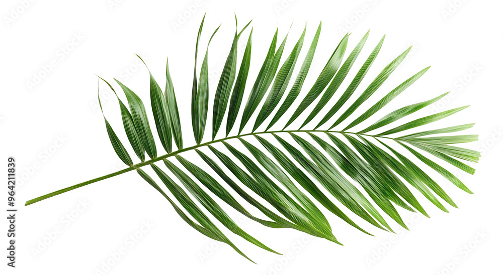 Tropical green palm leaf, cut out Tropical green palm leaf, cut out