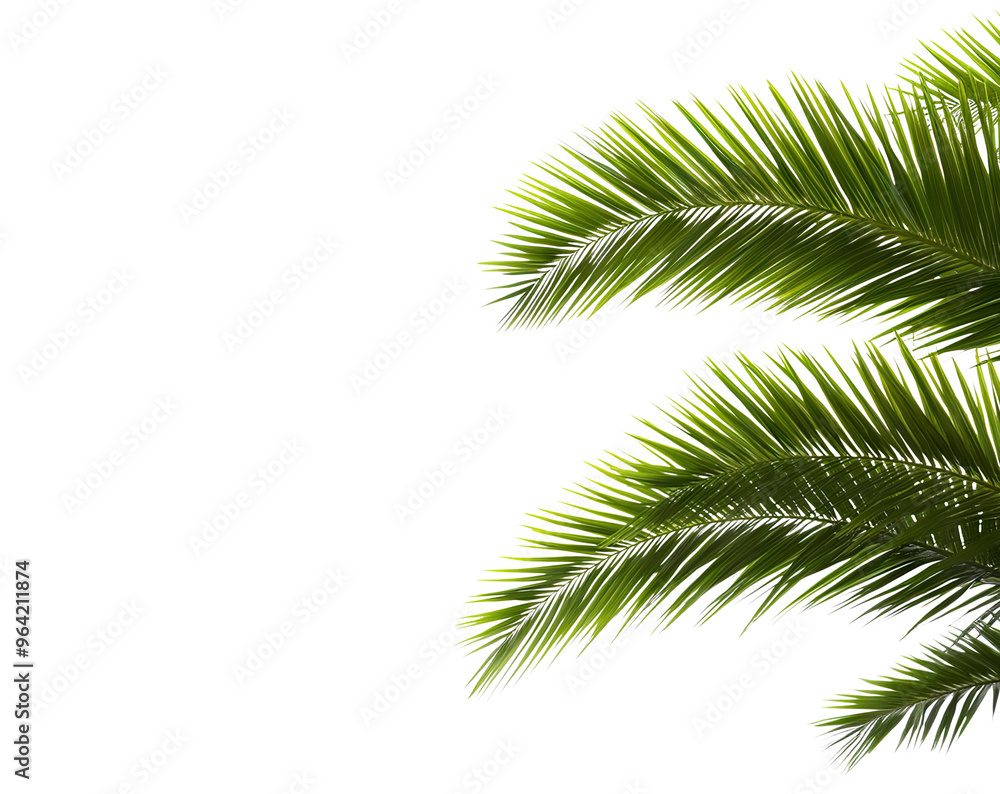 Tropical green palm leaves, cut out Tropical green palm leaves, cut out