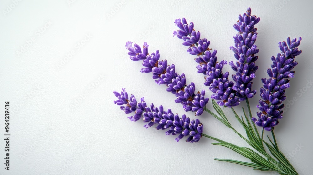 Obraz premium A serene arrangement of lavender flowers on a light background.