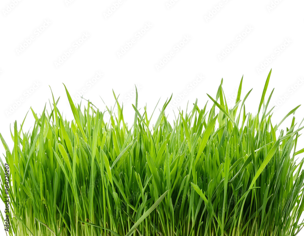 Gras unten, isoliert auf weißen Hintergrund, Freisteller Gras unten, isoliert auf weißen Hintergrund, Freisteller