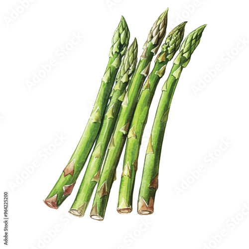 watercolor Asparagus isolated white background