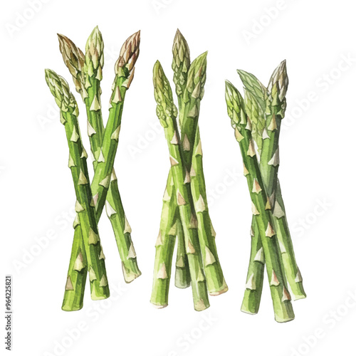 watercolor Asparagus isolated white background