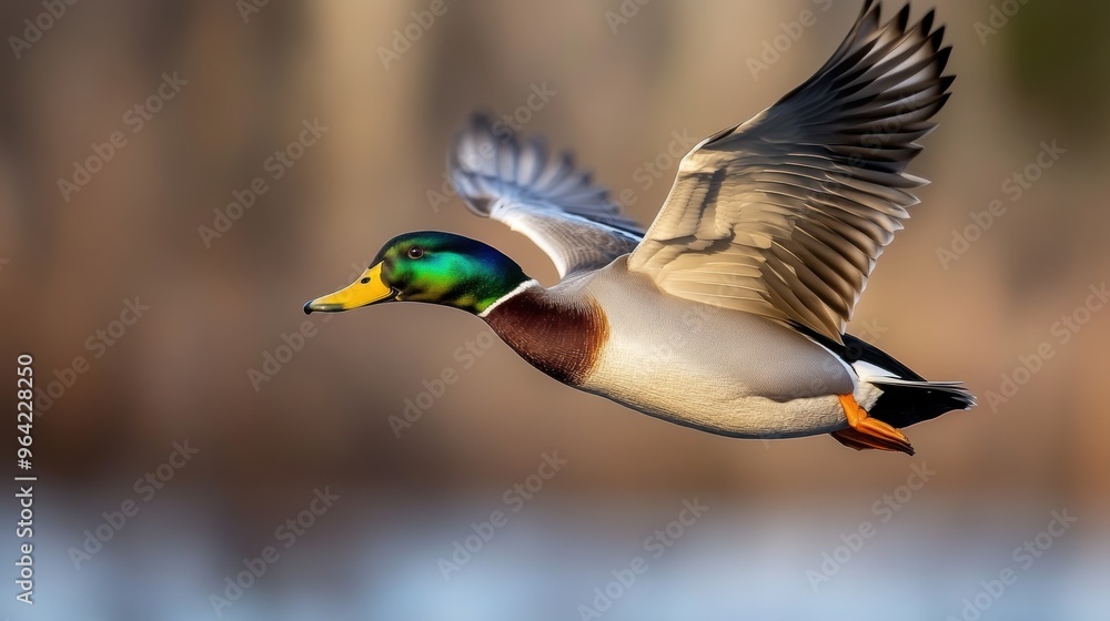 Obraz premium A duck flying over a body of water with the sun behind it, AI