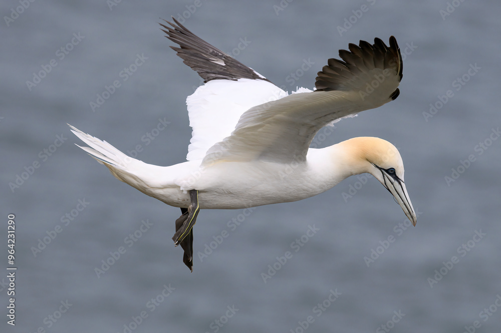 Northern Gannet, Gannet, Morus bassanus, in flight Northern Gannet, Gannet, Morus bassanus, in flight