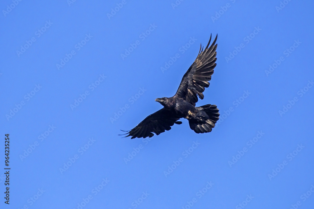 Fototapeta premium Common raven (Corvus corax) flying on the blue sky
