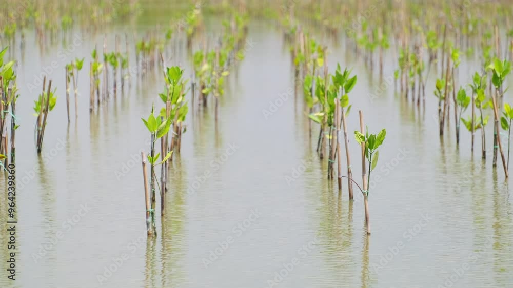 Mangrove seedlings planted in a flooded wetland, showcasing new growth and environmental conservation efforts. Mangrove seedlings planted in a flooded wetland, showcasing new growth and environmental conservation efforts.