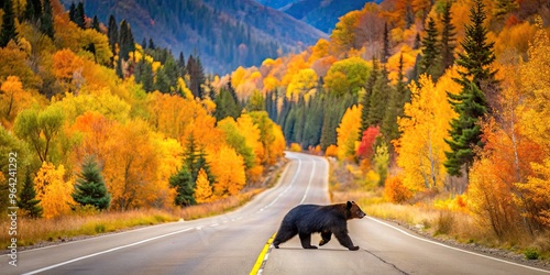 Fototapeta Naklejka Na Ścianę i Meble -  A Solitary Black Bear Crossing A Paved Road Lined By Colorful Fall Foliage In The Mountains Of Colorado.