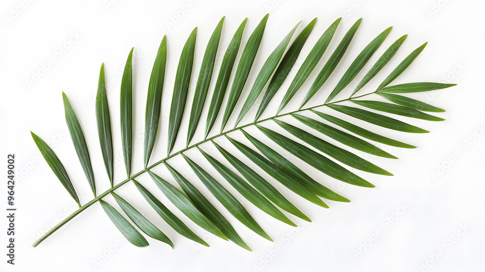Fototapeta premium Single tropical palm leaf isolated on white background