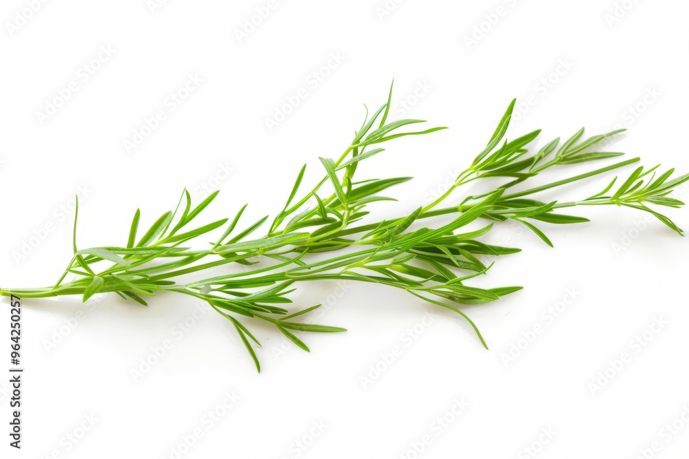 Fototapeta premium A fresh Caraway isolated on white