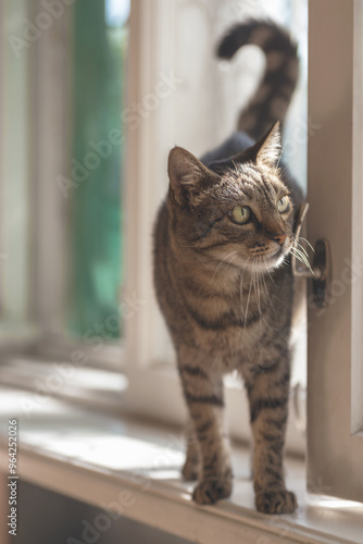 Wallpaper Mural ordinary domestic cat looks attentively standing on the windowsill near the window with its tail raised in the form of a question mark Torontodigital.ca