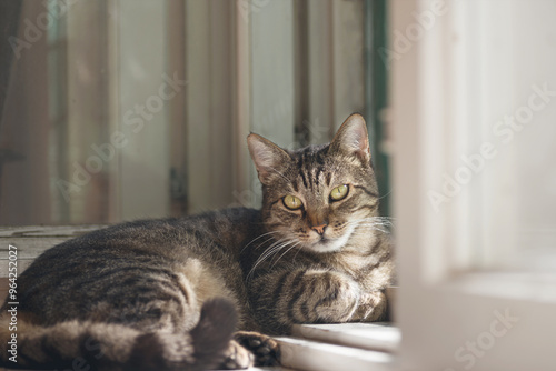 Wallpaper Mural An ordinary domestic cat is resting lying on a windowsill near the window Torontodigital.ca