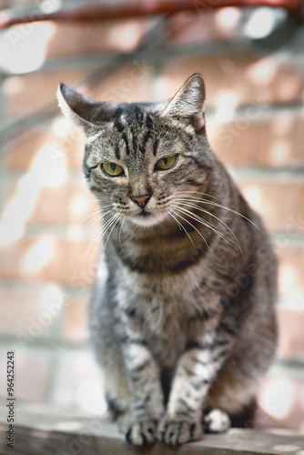 Wallpaper Mural  common house cat against a brick wall looks warily with its ears turned  Torontodigital.ca