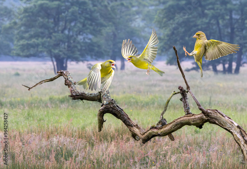 Composition of a group of flying, fluttering and landing Greenfinch, Chloris chloris, in territorial fight at an irregularly shaped weathered fallen dead tree against hazy background