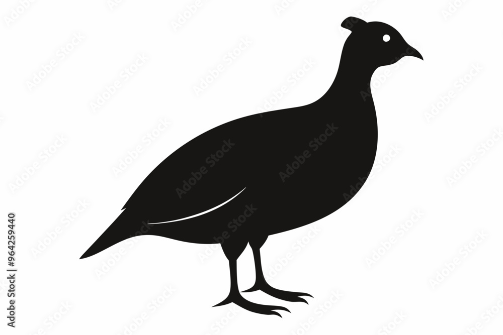 Obraz premium peacock isolated