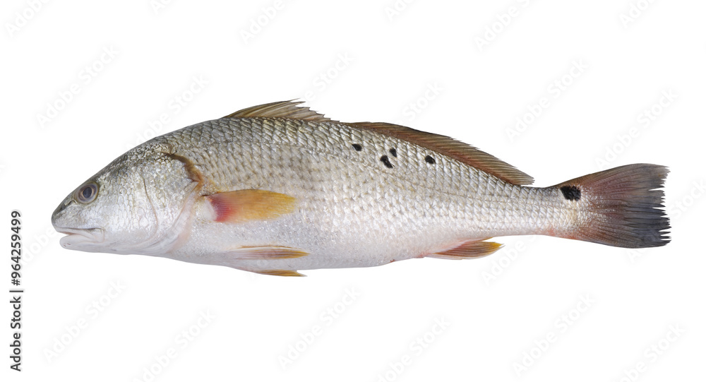 Raw redfish isolated on white background Raw redfish isolated on white background