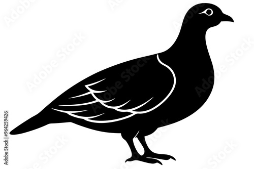 pigeon isolated on white background
