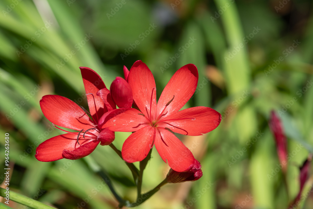 close up of river lily (hesperantha coccinea) flowers in bloom close up of river lily (hesperantha coccinea) flowers in bloom