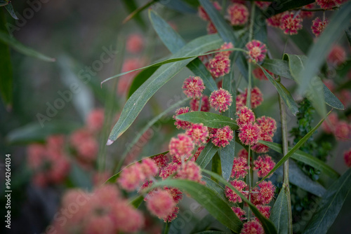 Crimson Wattle- Scarlett Blaze - Acacia