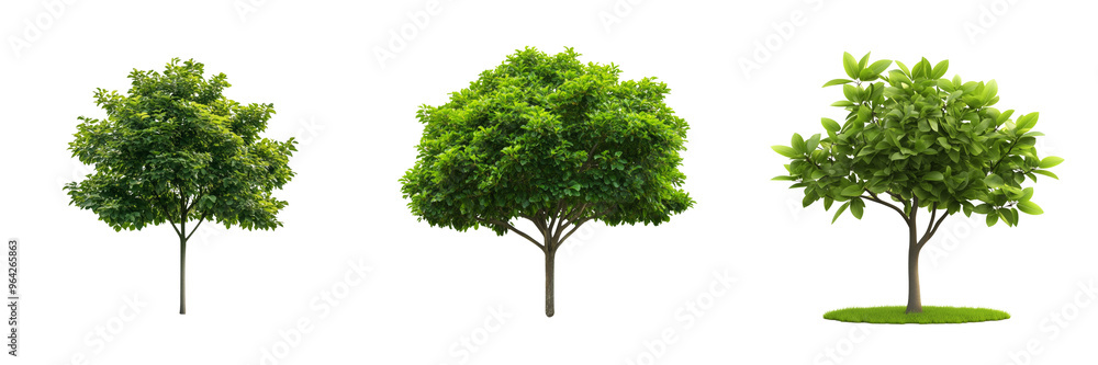 A collection of various tree species arranged in a row, isolated on a transparent background A collection of various tree species arranged in a row, isolated on a transparent background