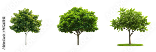 A collection of various tree species arranged in a row, isolated on a transparent background