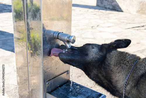 dog drinking from a faucet