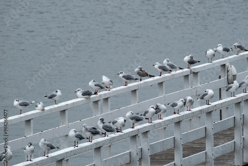 two rows of seagulls on railings photo