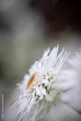 White paper daisy