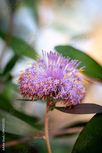 Pink Persoonia probumbens