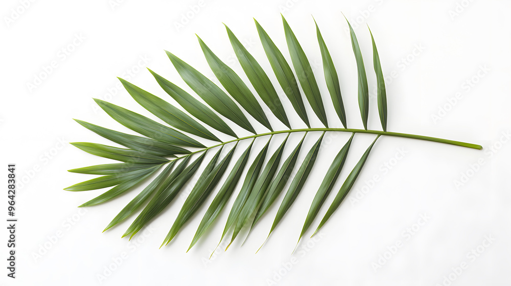 tropical palm leaf isolated on white background tropical palm leaf isolated on white background