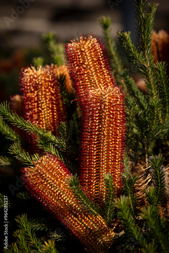 Banksia - Plants of the Australian National Botanic Gardens