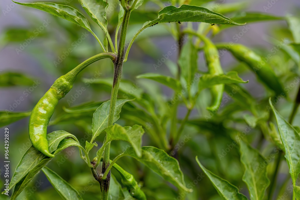 Green peppers in the field.