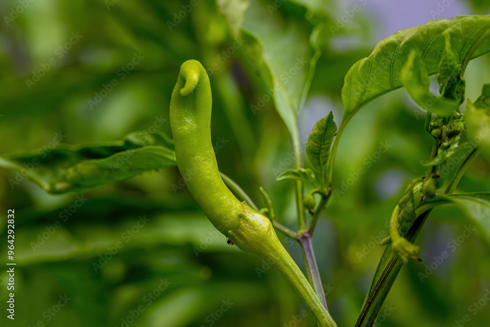 Green peppers in the field.