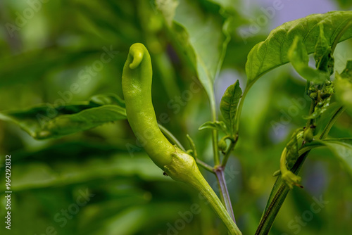 Obraz na płótnie Green peppers in the field. w salonie