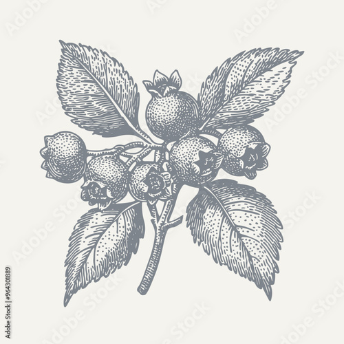Blueberries. Vintage woodcut engraving style vector illustration.