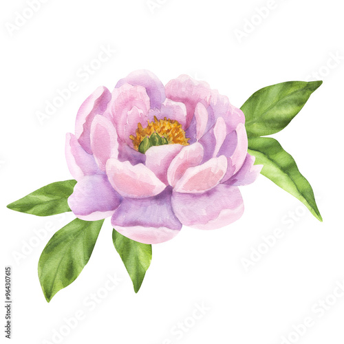 Peony pink flower. Floral print buds and green leaves. Hand drawn watercolor illustration isolated background. For printing postcards, invitations, textile, clothes, greeting cards