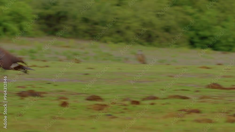 Wild animal in Chobe National Park, Botswana Wild animal in Chobe National Park, Botswana