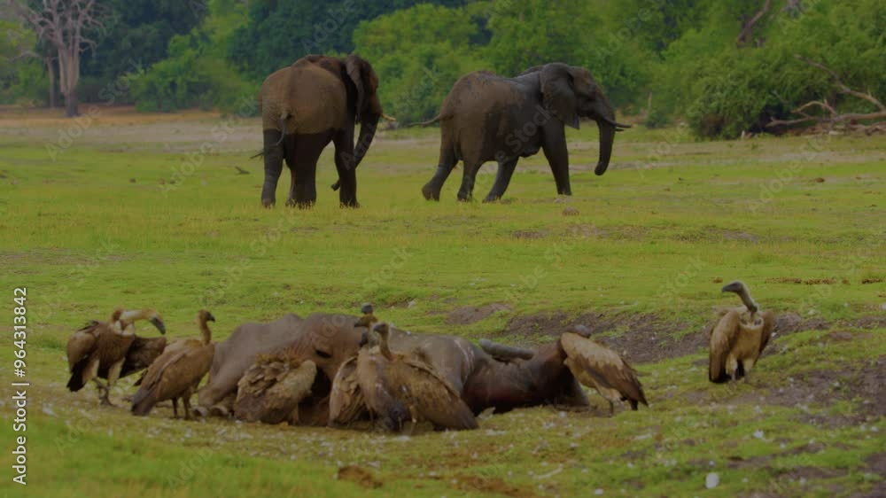Wild animal in Chobe National Park, Botswana Wild animal in Chobe National Park, Botswana