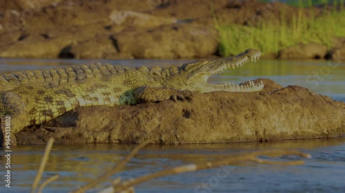 Wild animal in Chobe National Park, Botswana