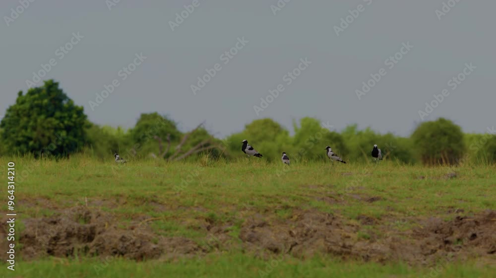 Wild animal in Chobe National Park, Botswana Wild animal in Chobe National Park, Botswana