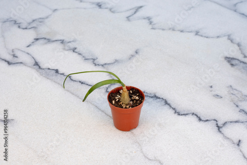 Albuca bracteata, pregnant onion, false sea onion or sea-onion in a small pot photo